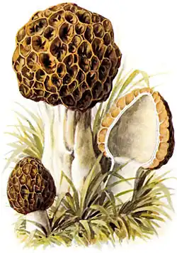 Nichtblätterpilze: Speisemorchel