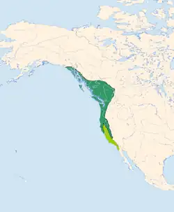 Verbreitungsgebiet des Feuerkopf-Saftleckers; grün: Hauptverbreitungsgebiet, hellgrün: Überwinterungsgebiet und einige punktuelle Brutvorkommen