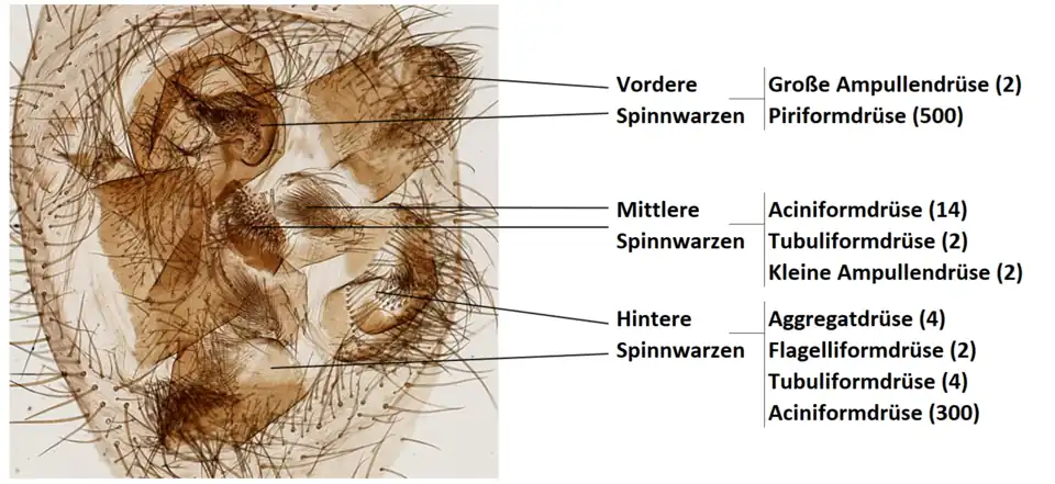 Spinn­warzen und Anzahl der Spinnspulen (Zahlen in Klammern) von Araneus sp.