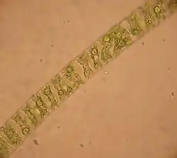 Spirogyra im Lichtmikroskop