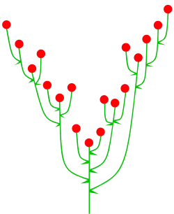 Spirre oder Trichterrispe