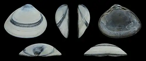 Graue Form Rechte Klappe