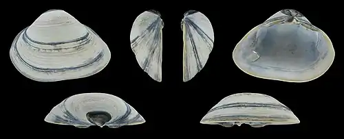 Graue Form Linke Klappe