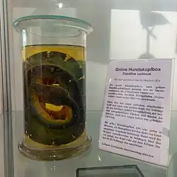 Präparat einer Grünen Hundskopfboa