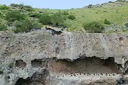 Spotted Shag Kolonie