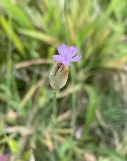 Sprossendes Nelkenköpfchen