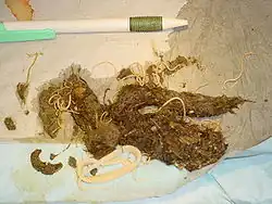 Gurkenkernbandwurm (am unteren Bildrand) und hochgradiger Spulwurmbefall einer Katze im Erbrochenen.