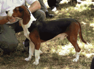 Dreifarbiger Serbischer Laufhund