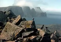 Zwergalken (Aethia pusilla) auf St. Matthew