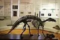 Saurierskelett