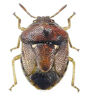 Stagonomus bipunctatus