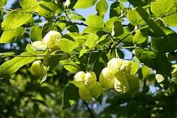 Blätter und Früchte