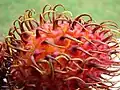 Rambutan
