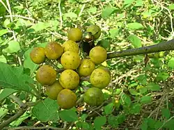 Pokastrauch (Susumba)