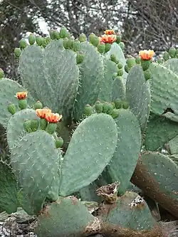 2019 Opuntia ficus-indica