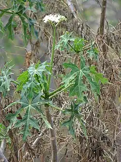Baumspinat (Chaya) (Cnidoscolus aconitifolius) (ähnlich ist Chenopodium giganteum)