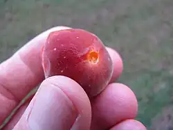 Tropische Aprikose, Ketcot (Dovyalis abyssinica&nbsp;× Dovyalis&nbsp;hebecarpa)