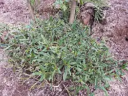 Handama (Okinawa Spinat) (Gynura bicolor) (ähnlich sind Gynura pseudochina, Gynura procumbens)