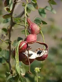 Manila Tamarinde (Guamúchil)