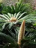 Männliches und weibliches Zapfenexemplar von Cycas revoluta