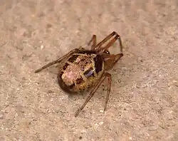 Rückansicht eines Weibchens