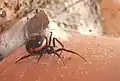 Falsche Schwarze Witwe (Steatoda paykulliana)