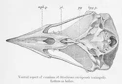 Zeichnung eines Fettschwalm-Schädels