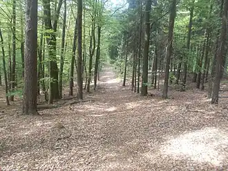 Steiler Weg auf den Heiligenberg