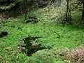 Feuchte Mooswiese am Grund des Steinbruchs