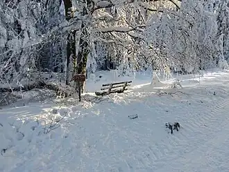 Gipfel des Steingerüttelkopfs