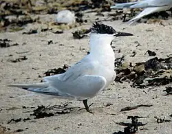 2023 Brandseeschwalbe