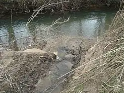 Mündung in die Kahl