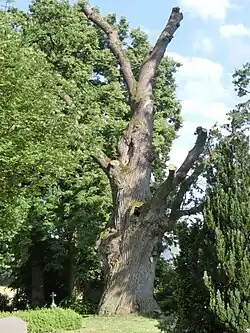 Ausgeastete Friedhofseiche