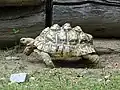 Pantherschildkröte