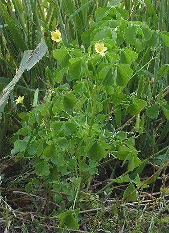 Aufrechter Sauerklee (Oxalis stricta)