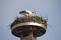 Storchennest an der Straße Am Storchennest