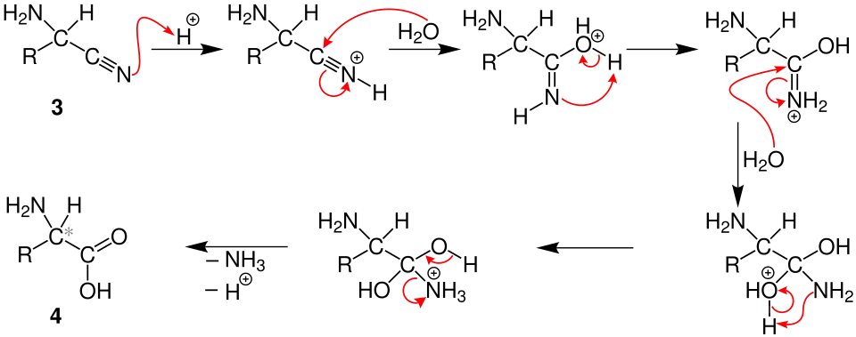 Mechanismus der Strecker-Synthese 2. Teil