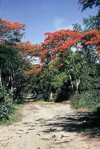 Flammenbäume in Osttimor
