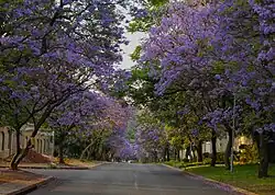 Jacaranda-Allee in Bryanston