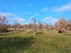 Typische Streuobstwiese im Stoober Biri (Nahansicht)