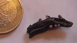 Sklerotium von Claviceps purpurea mit Fruchtkörpern