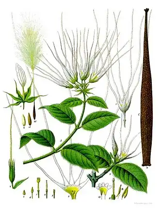 Samen von Strophanthus hispidus mit Samenhaaren, Haarkrone auf einem „Träger“, Granne; Nr.&nbsp;10a (links&nbsp;oben)[9]