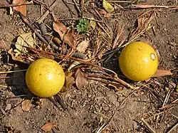 Affenorange, Kaffirorange (Strychnos spinosa, Strychnos cocculoides, Strychnos pungens)