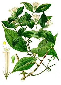 Gift-Brechnuss (Strychnos toxifera)