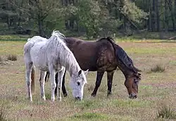 Senner Pferde im Naturschutzgebiet Moosheide
