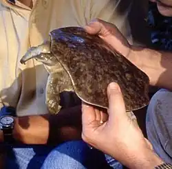 Auf dem Carapax von Weichschildkröten wie dieser Glattrand-Weichschildkröte (Apalone mutica) fehlen die Hornschilde