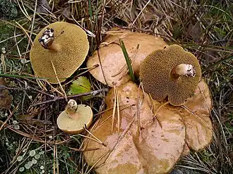 Kuh-Röhrling Suillus bovinus