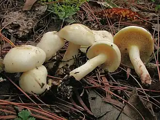 Elfenbein-Röhrling Suillus placidus