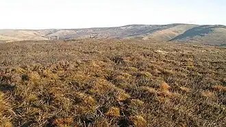 Kuppe des Clog Knowe