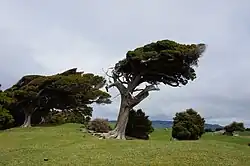 Bäume nahe der Surat Bay